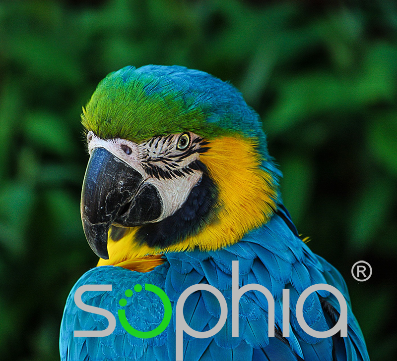 Sophia