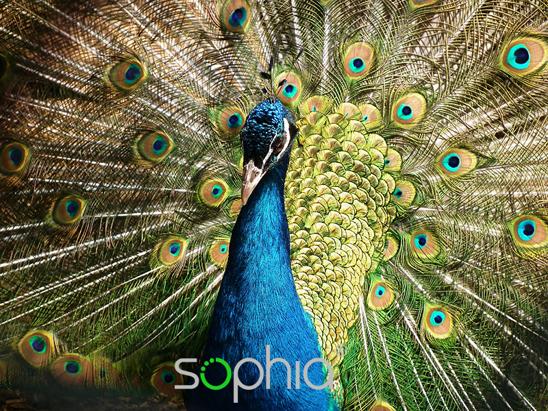 Sophia