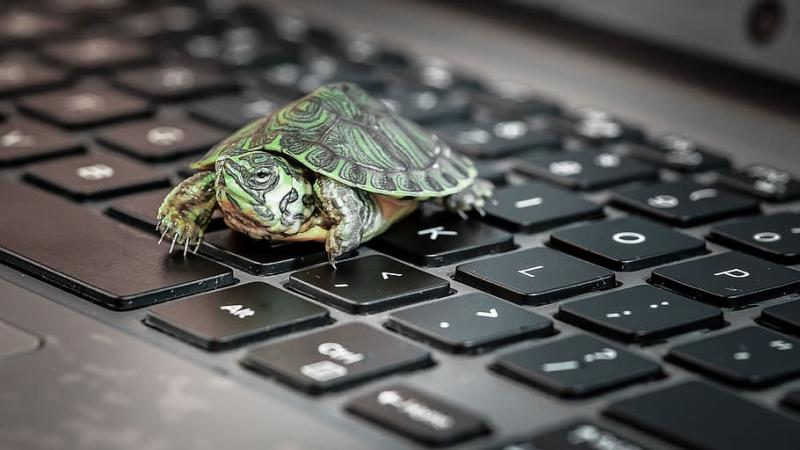 Turtle